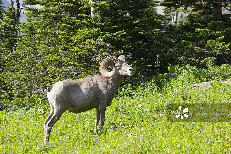 大角绵羊，冰川国家公园，洛根山口，美国蒙大拿州图片素材