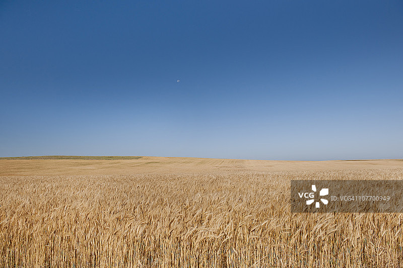 美国，南达科他州，在布法罗峡谷国家草原上种植小麦图片素材