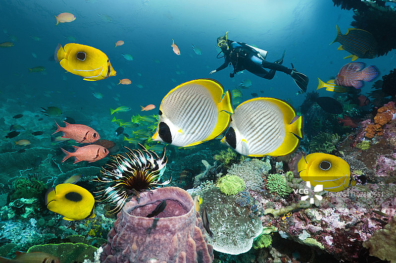 珊瑚礁上的热带鱼和女潜水员图片素材