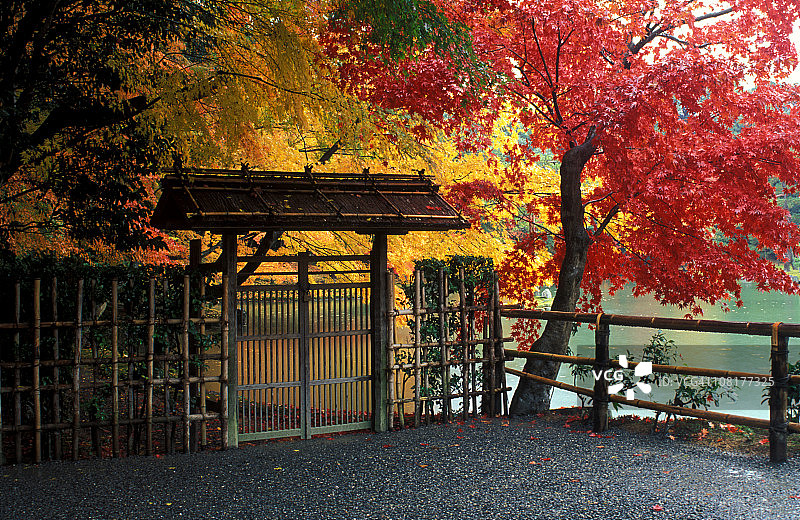 日本秋树花园的入口图片素材