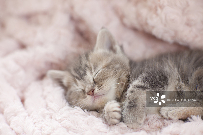 小猫睡在毛巾上图片素材
