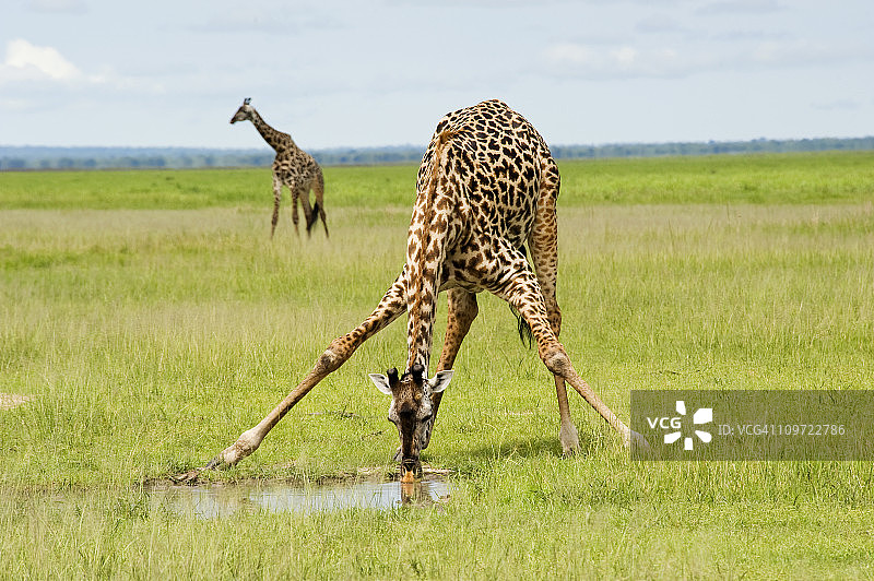 长颈鹿正在伸开双腿喝水图片素材