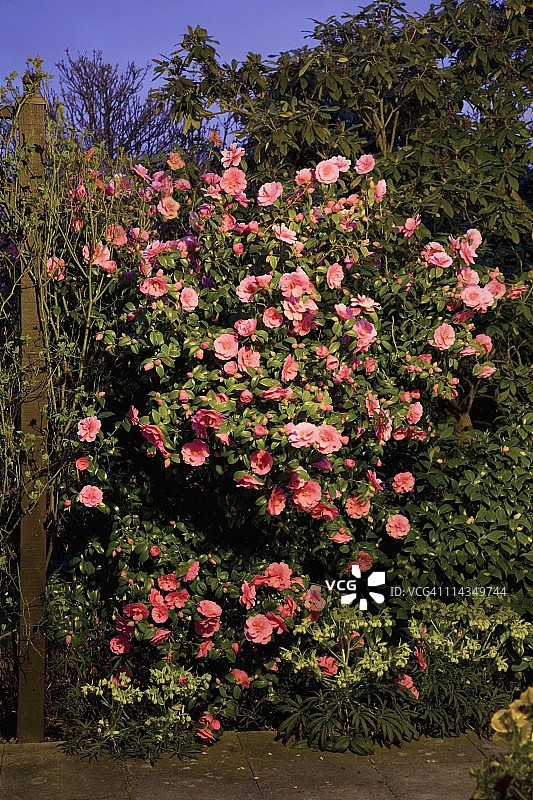 晚上的茶花丛中有许多粉红色的花图片素材