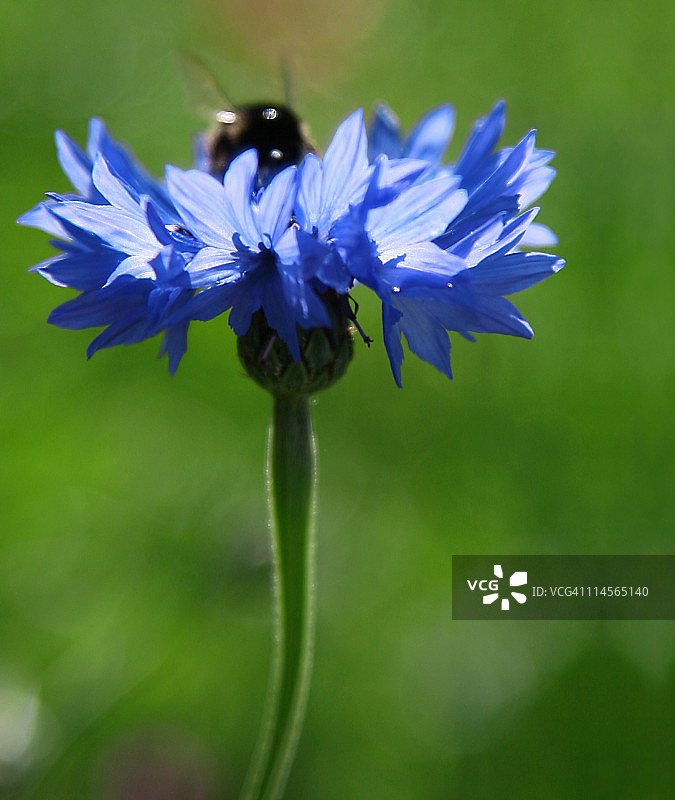 蓝色玉米花上的蜜蜂图片素材