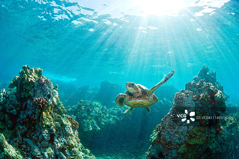 海龟珊瑚礁图片素材
