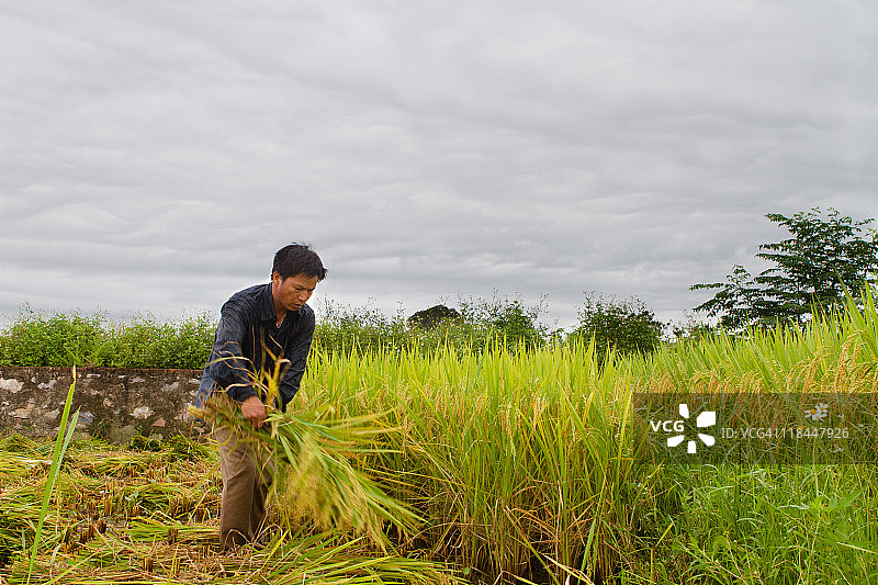 农民收割水稻图片素材