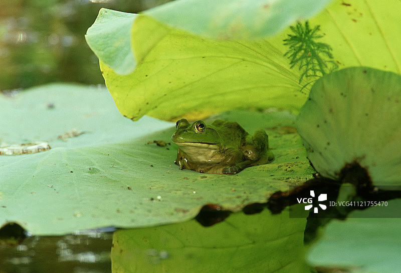 牛蛙:睡莲上的蛙图片素材