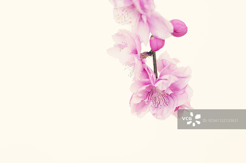 樱花粉色图片素材