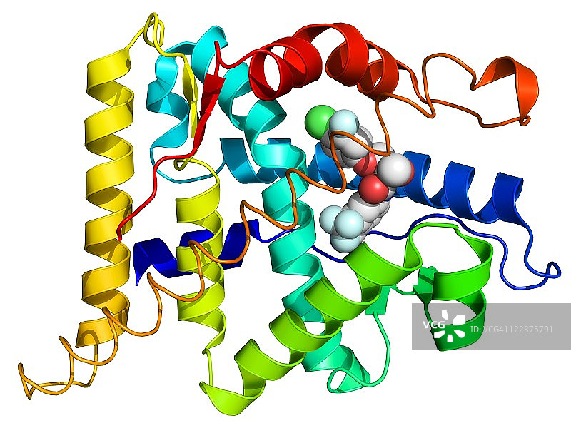 雄激素受体，分子模型图片素材