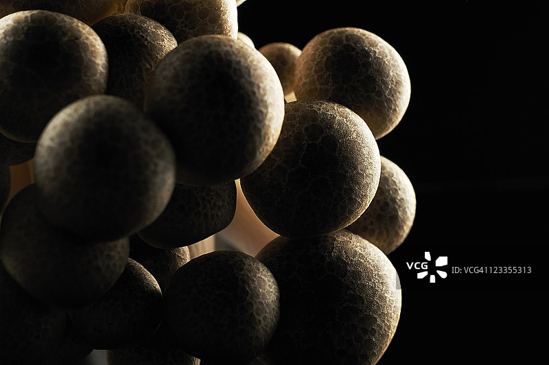 Shimeji蘑菇的特写是黑色的图片素材
