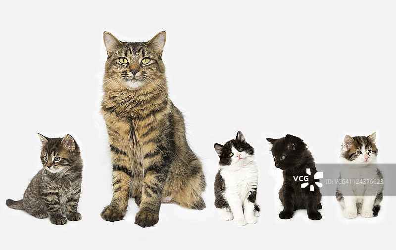 妈妈带着四只小猫坐成一排。图片素材