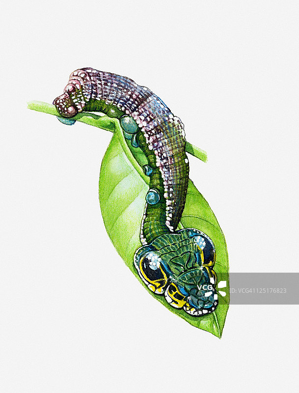 哥斯达黎加叶蛾(Oxytenis modestia)毛虫使用天然伪装在绿叶上的插图图片素材