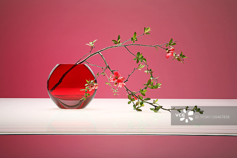 木瓜枝插在红色花瓶里图片素材