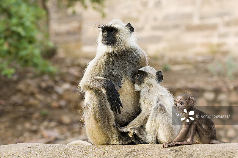 哈奴曼叶猴，长耳叶猴，印度兰坦波尔科图片素材