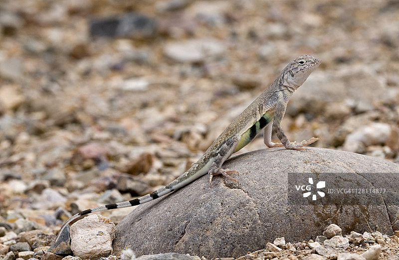 美国亚利桑那州图森索诺拉沙漠，普通雄性斑马尾蜥蜴。修长的腿是为了适应高速奔跑。当它要跑的时候，它会卷起尾巴。图片素材