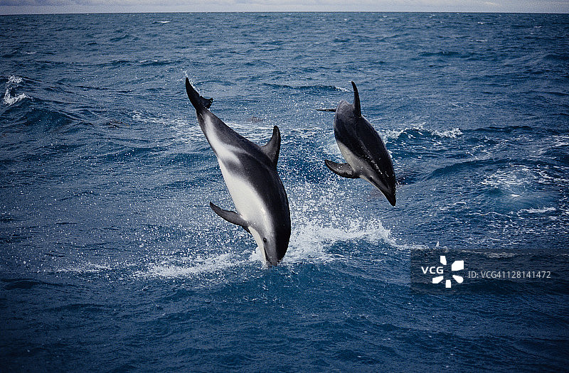 暗纹海豚，暗纹海豚，跳跃，南岛，新西兰图片素材