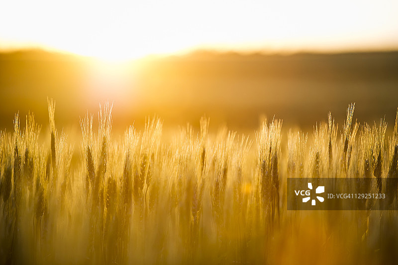 小麦在日落时在麦田里生长。图片素材