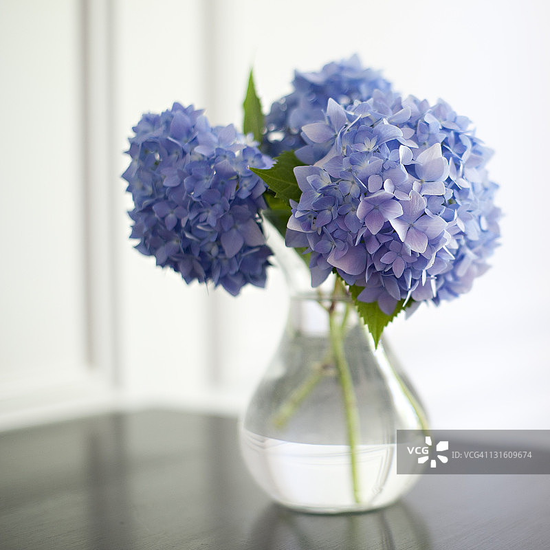 蓝色的绣球花图片素材