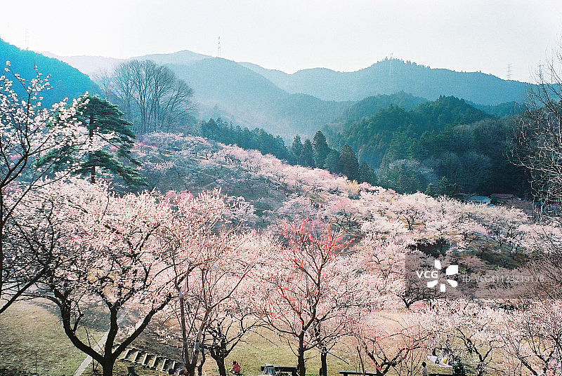 日本Ome的梅花林图片素材