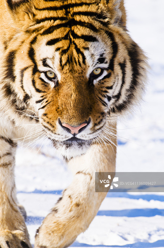 西伯利亚虎在雪中行走图片素材