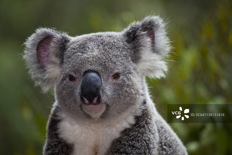 布里斯班附近的澳大利亚动物园里的考拉图片素材