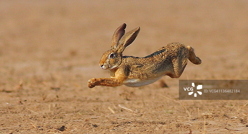 兔子在田野里跳跃图片素材