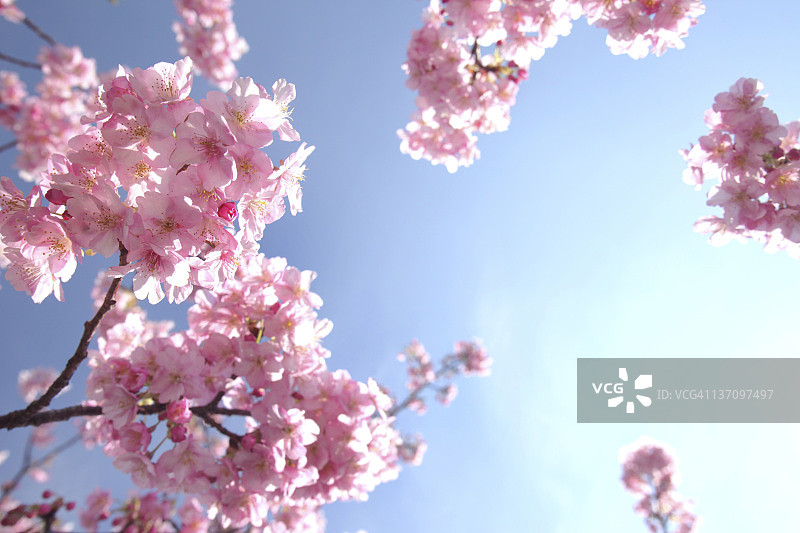樱花，低角度的观点，神奈川县，日本图片素材