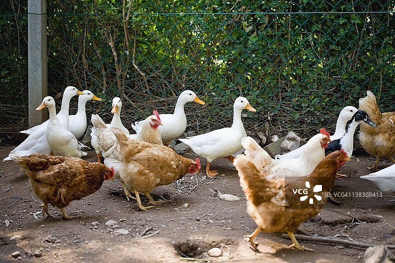 鸭子和小鸡走在土路上图片素材