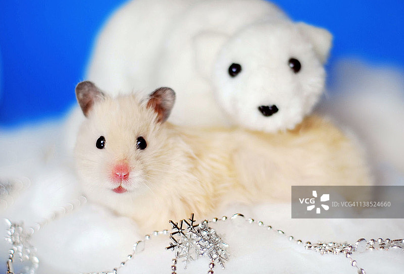 白色叙利亚仓鼠与北极熊摆姿势图片素材