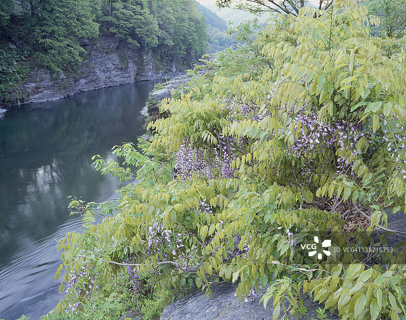 紫藤和荒川河，Nagatoro，埼玉，日本图片素材