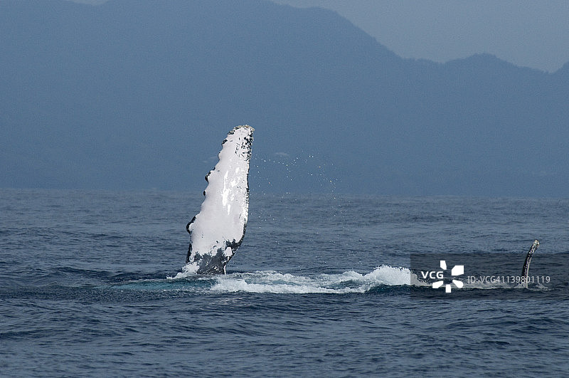 座头鲸(新兆翅目)，鳍状拍动，马约特，印度洋图片素材