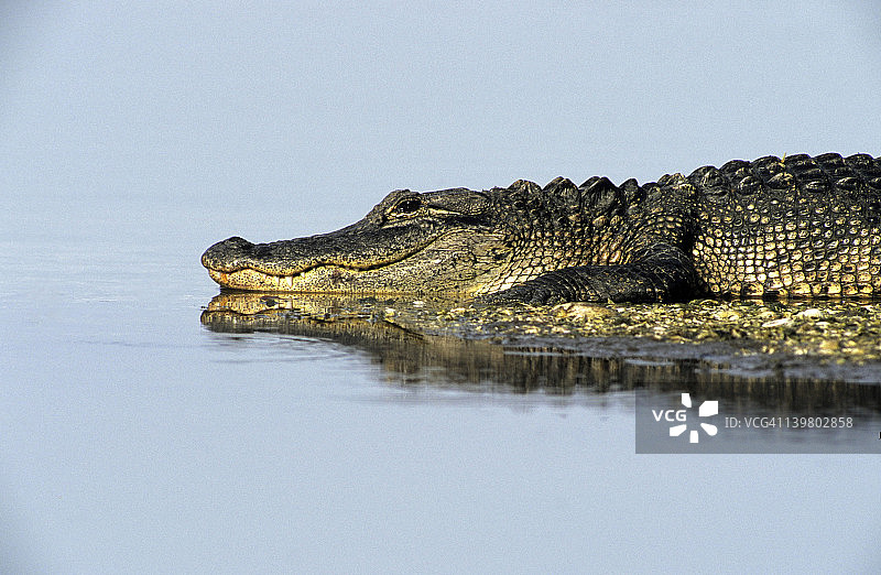 美国的鳄鱼。大而圆的嘴使它有别于美洲鳄。森尼贝尔岛,佛罗里达州。图片素材