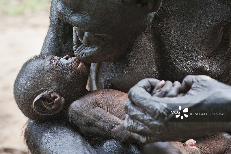 成年和幼倭黑猩猩保护区Lola Ya倭黑猩猩，刚果民主共和国图片素材