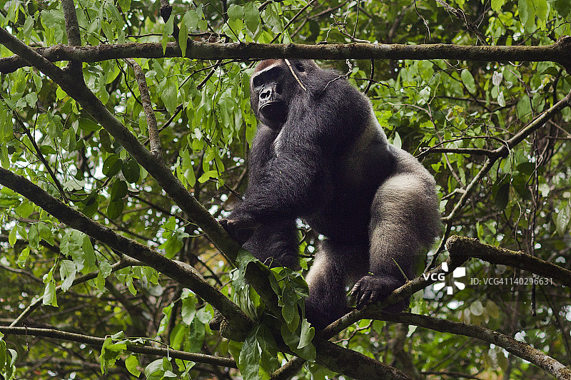 西部低地大猩猩，树上雄性银背大猩猩图片素材