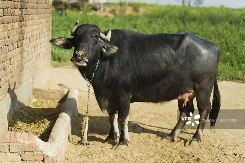 印度哈里亚纳邦古尔冈Farrukh Nagar的水牛(Bubalus bubalis)图片素材