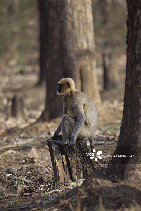 印度卡纳塔克邦，查玛拉贾纳加尔邦，班迪普尔国家公园，坐在树桩上的普通叶猴(长叶猴)图片素材