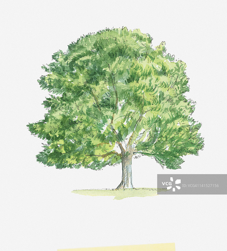 带有绿色叶子的山毛榉树插图图片素材