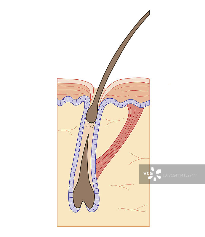 毛囊生长阶段的生物医学剖面图图片素材