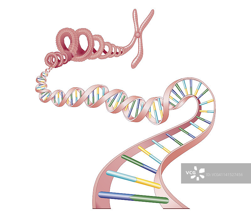 染色体和基因结构的横截面生物医学图解图片素材