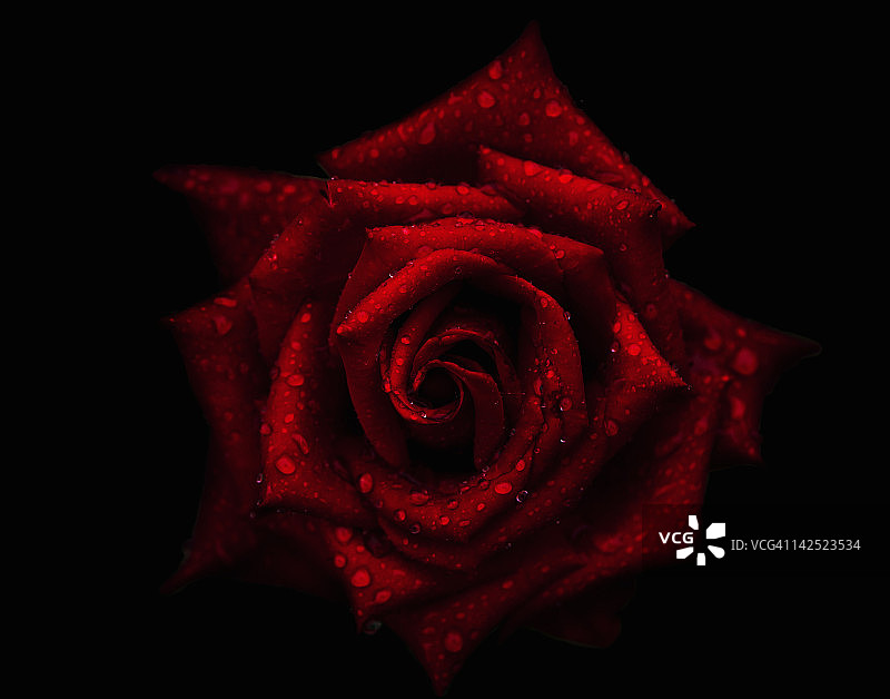 红色玫瑰上露珠的特写图片素材