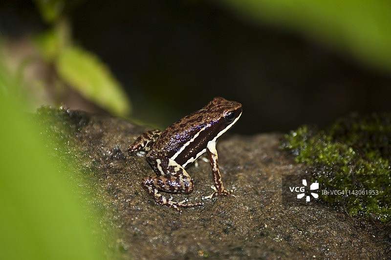 小青蛙，哥伦比亚戈那群岛图片素材