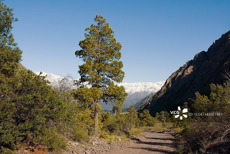 智利塔尔卡山脉的柏树图片素材