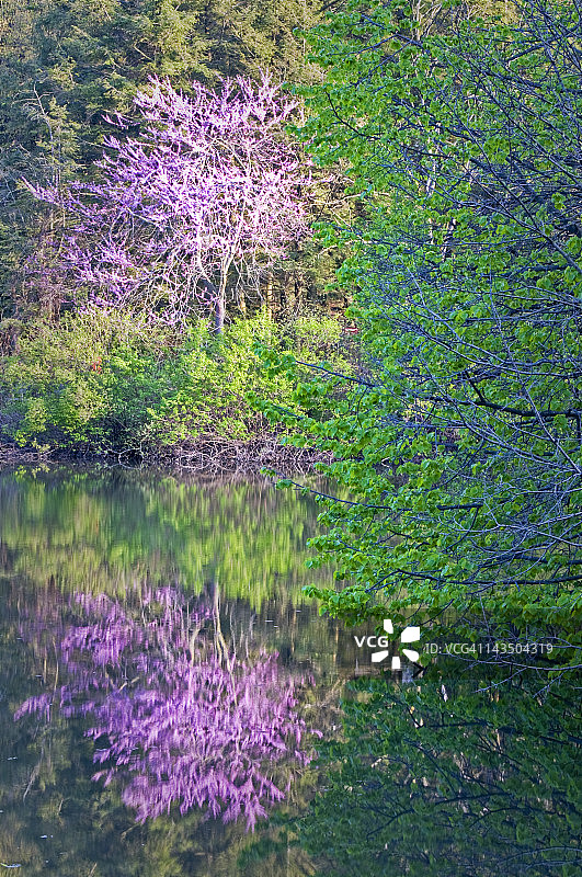 春天紫荆树倒影在湖中图片素材