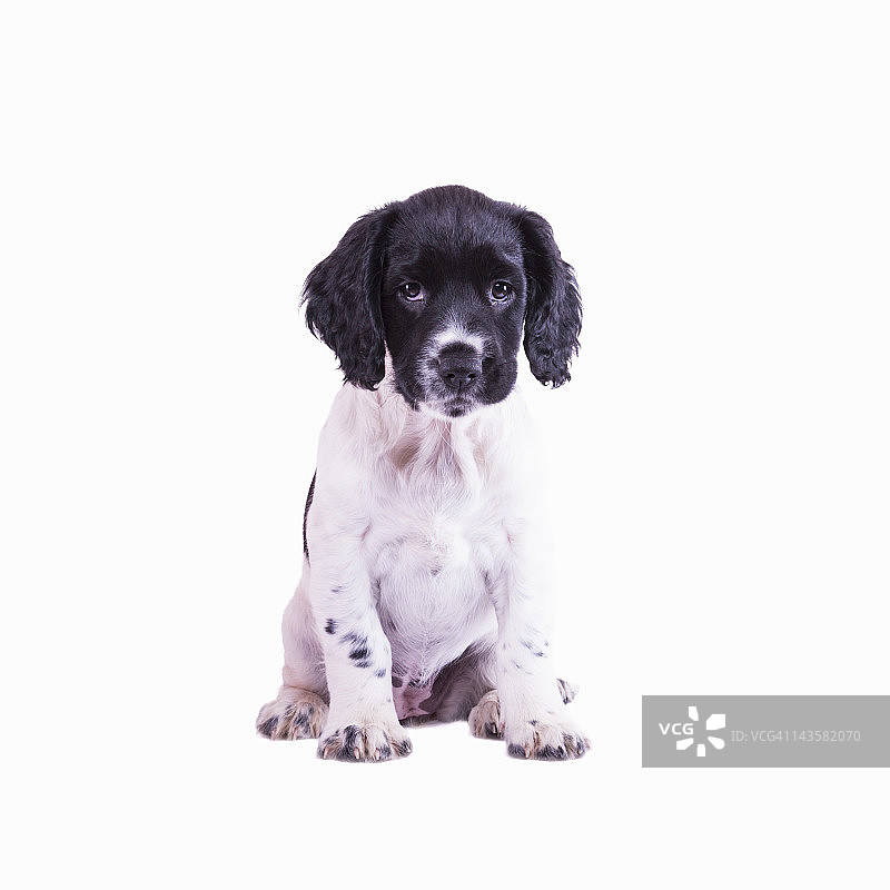一只九周大的英国猎犬图片素材