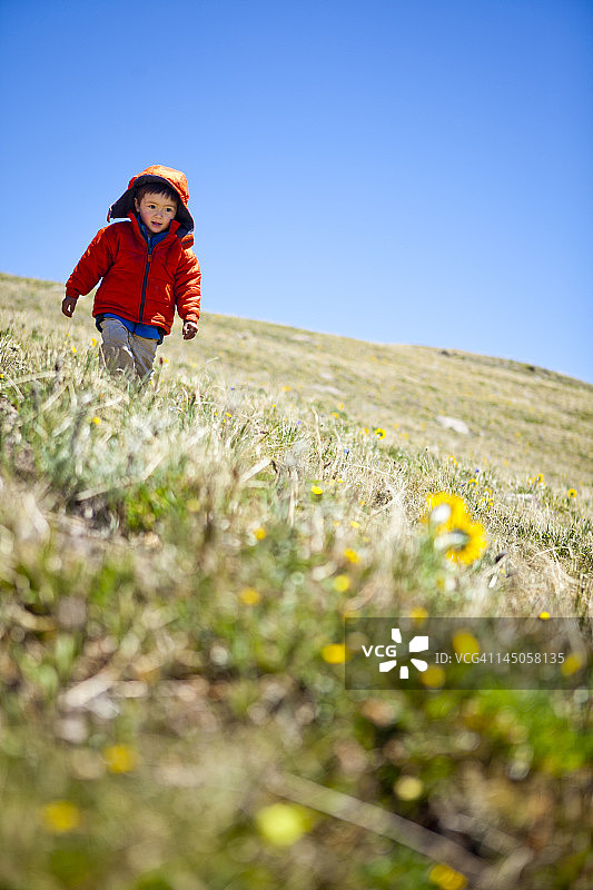 一个2岁的孩子徒步走过黄色的高山野花(像雏菊一样)，它们会跟随太阳。他在斯阔口以北大约12480英尺的大陆分水岭步道(CCT，步道编号813)上跑步。图片素材
