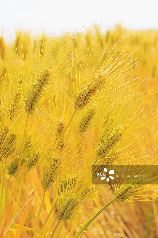 农田小麦作物的特写图片素材