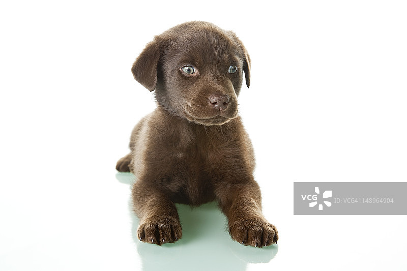 一只巧克力色的拉布拉多小狗图片素材