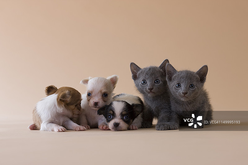 两只俄罗斯蓝小猫和三只吉娃娃小狗图片素材