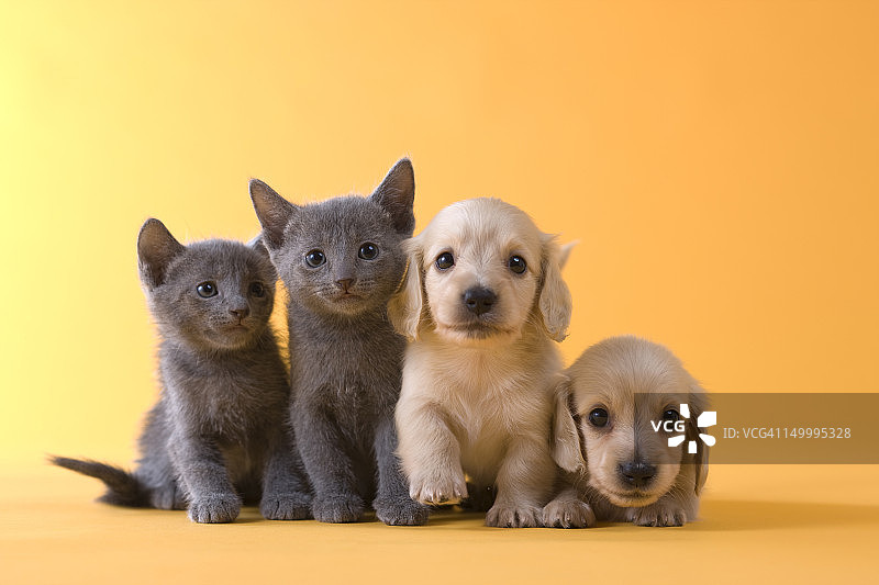 两只俄罗斯蓝小猫和两只腊肠小狗图片素材