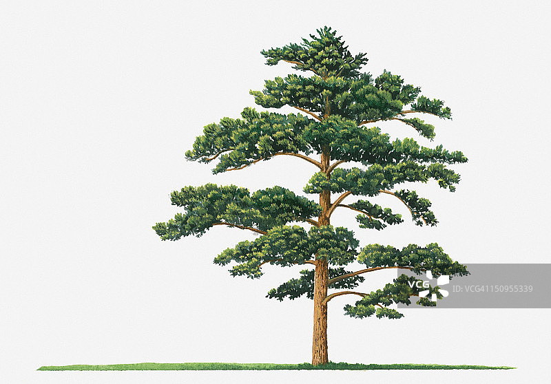 图示密松(日本红松)树的形状，叶为绿色图片素材